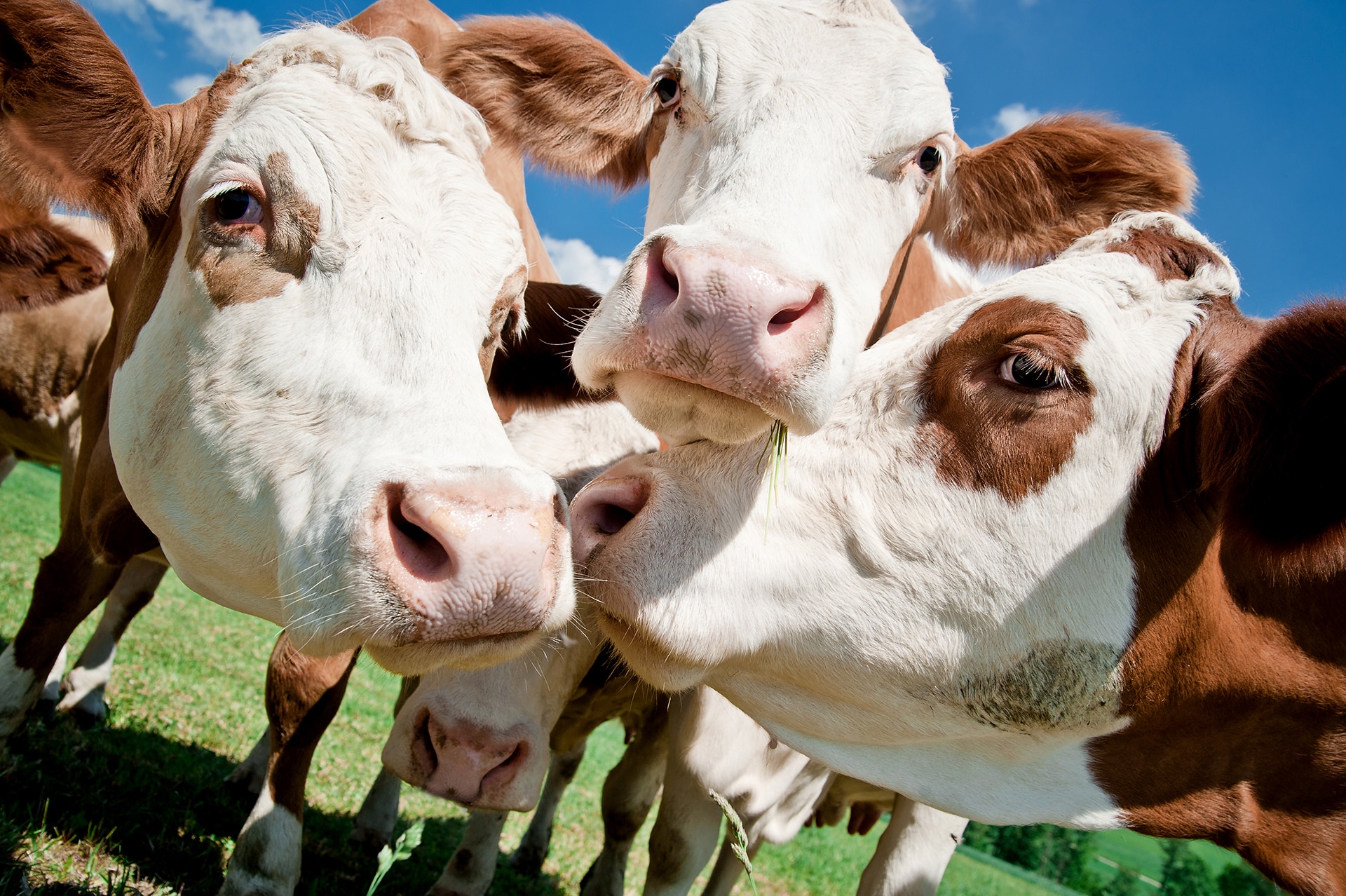 VVG Bayern eG | Viehvermarktung von Schlacht- und Nutzvieh