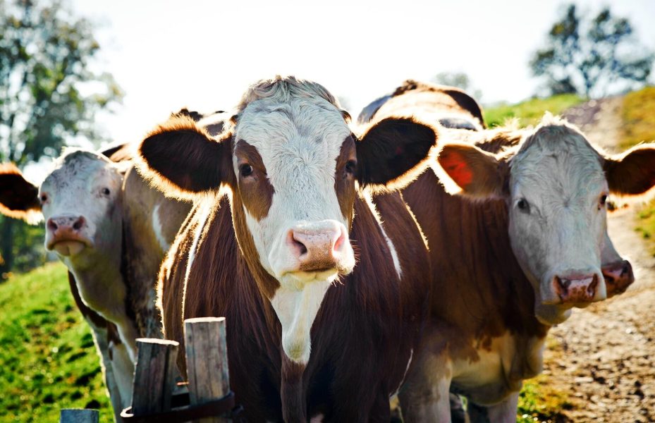 VVG_OB_Vieh_Kuehe_Weide_01_2